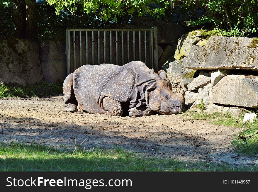 Rhinoceros, Fauna, Terrestrial Animal, Zoo