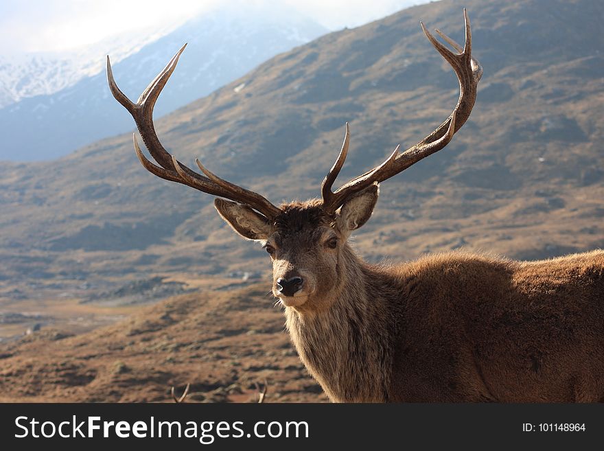 Wildlife, Deer, Fauna, Wilderness