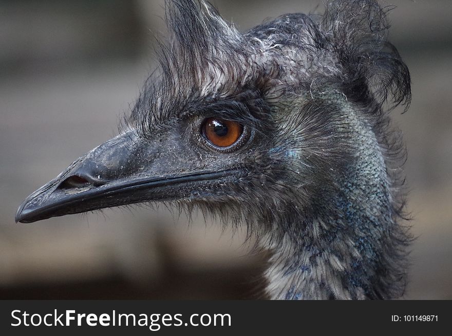 Emu, Bird, Beak, Ratite