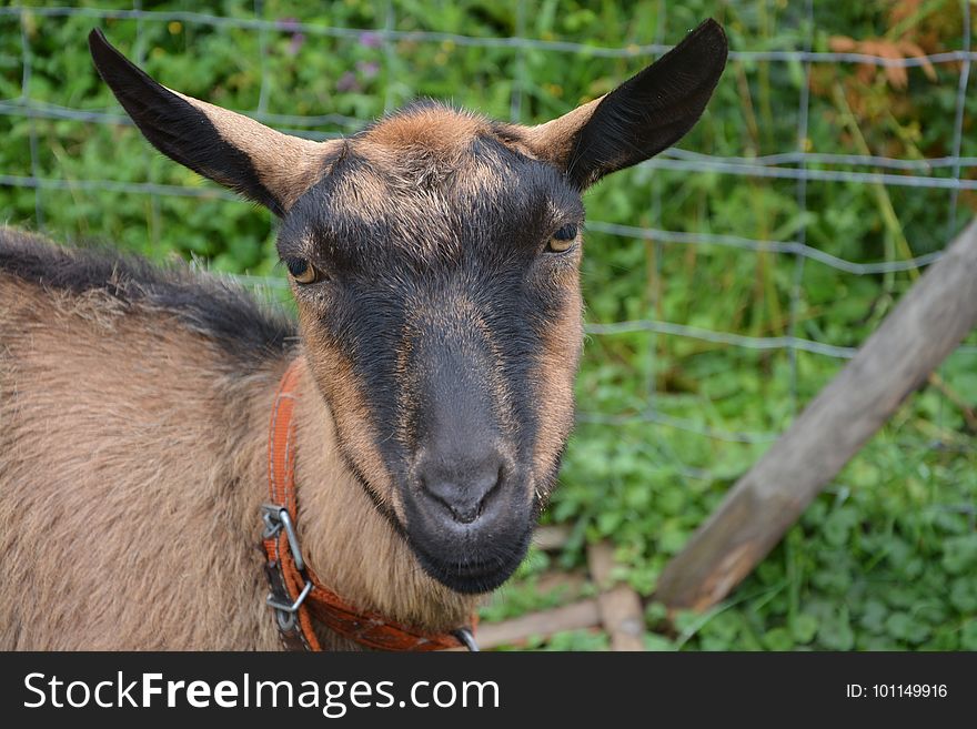 Goats, Goat, Goat Antelope, Cow Goat Family