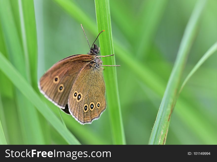 Butterfly, Insect, Moths And Butterflies, Brush Footed Butterfly