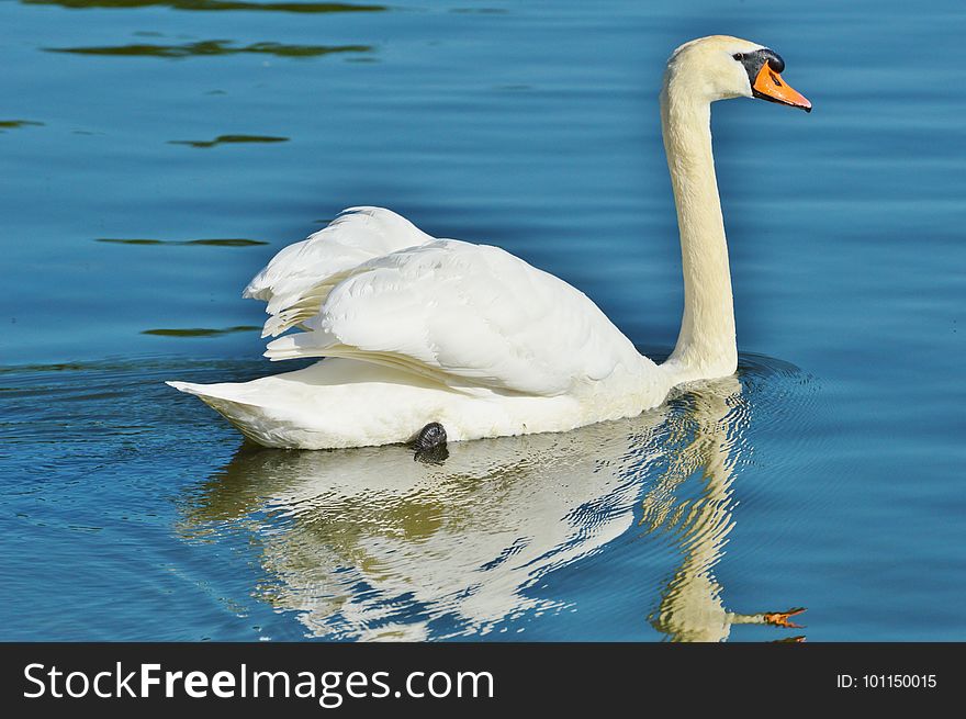 Swan, Bird, Water Bird, Water