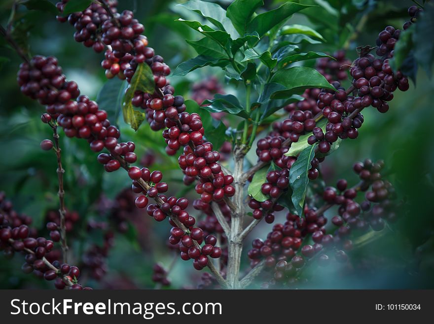 Berry, Fruit, Plant, Phytolaccaceae