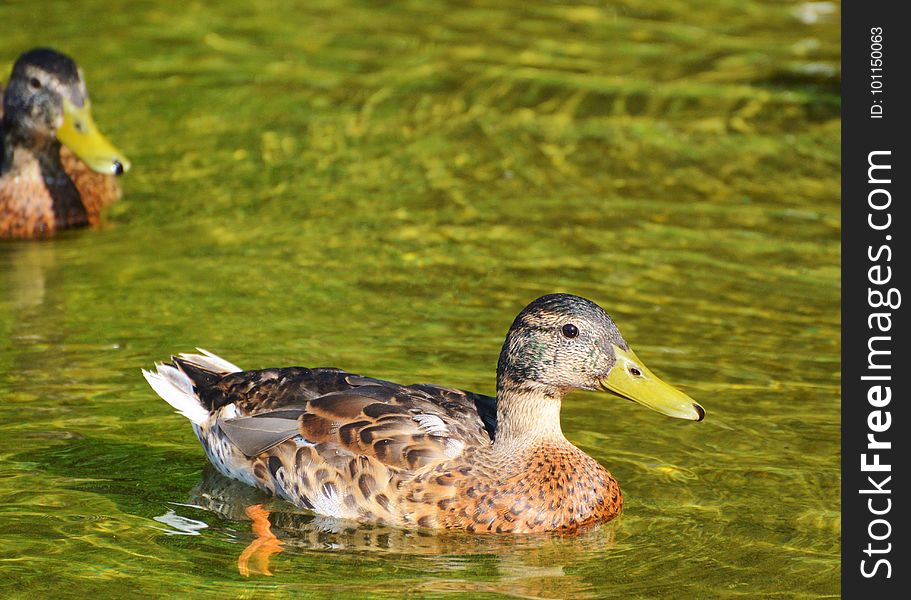 Duck, Bird, Mallard, Water Bird