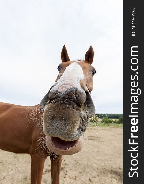 Horse, Bridle, Mane, Halter