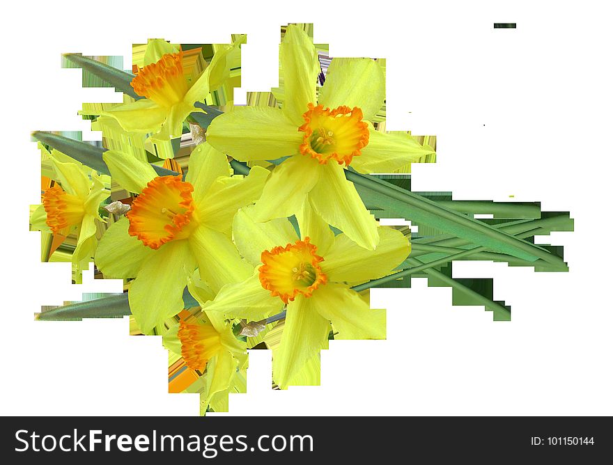Flower, Yellow, Cut Flowers, Flower Arranging