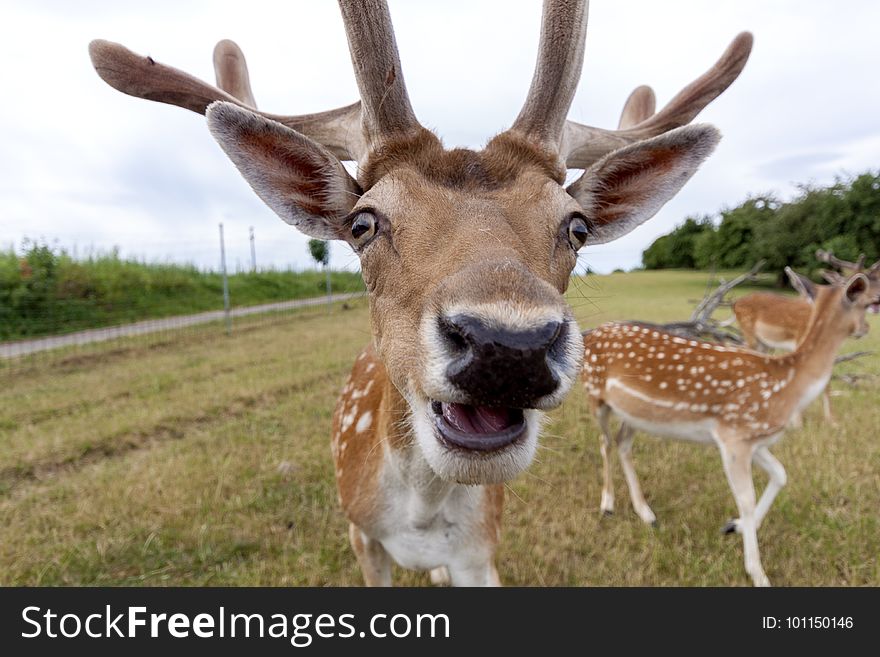 Deer, Wildlife, Fauna, Antler