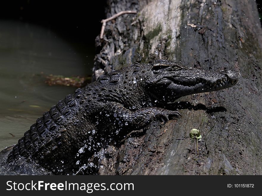 暹罗鳄 Siamese crocodile &#x28;Crocodylus siamensis&#x29;，暹罗鳄全球野生种群数量不到1,000只成熟个体，1996年被国际自 然保护联盟&#x28;IUCN&#x29;列为极危。