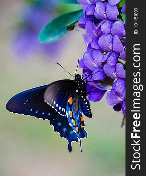 A close up of a colorful butterfly on a violet flower. A close up of a colorful butterfly on a violet flower.