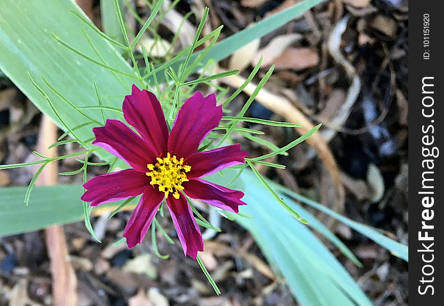 The One Cosmo Flower All Year Comes In October
