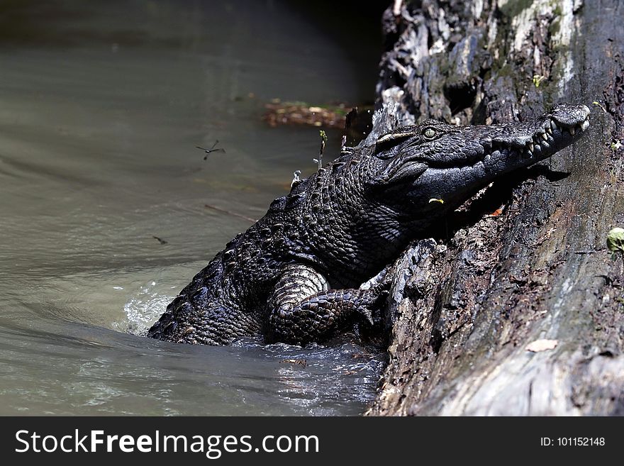 暹罗鳄 Siamese crocodile &#x28;Crocodylus siamensis&#x29;，暹罗鳄全球野生种群数量不到1,000只成熟个体，1996年被国际自 然保护联盟&#x28;IUCN&#x29;列为极危。