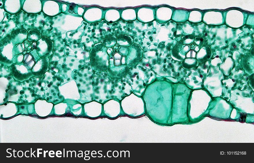 Angiosperm Morphology: Bulliform Cells in Zea Leaf