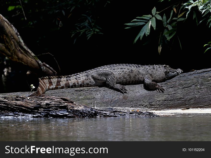 暹罗鳄 Siamese crocodile &#x28;Crocodylus siamensis&#x29;，暹罗鳄全球野生种群数量不到1,000只成熟个体，1996年被国际自 然保护联盟&#x28;IUCN&#x29;列为极危。. 暹罗鳄 Siamese crocodile &#x28;Crocodylus siamensis&#x29;，暹罗鳄全球野生种群数量不到1,000只成熟个体，1996年被国际自 然保护联盟&#x28;IUCN&#x29;列为极危。