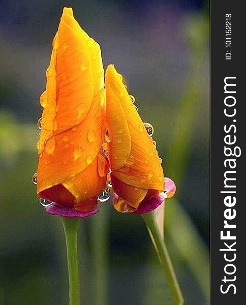 A pair of yellow Iris flower buds.
