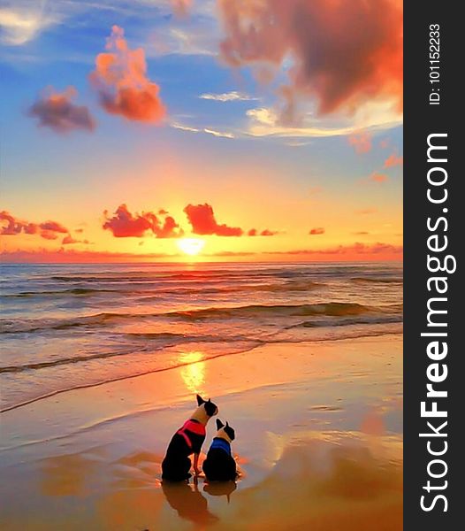Two Dogs On Beach At Sunset