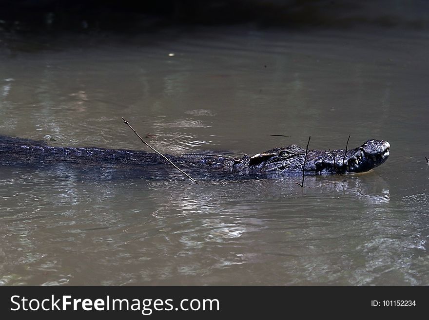 暹罗鳄 Siamese crocodile &#x28;Crocodylus siamensis&#x29;，暹罗鳄全球野生种群数量不到1,000只成熟个体，1996年被国际自 然保护联盟&#x28;IUCN&#x29;列为极危。