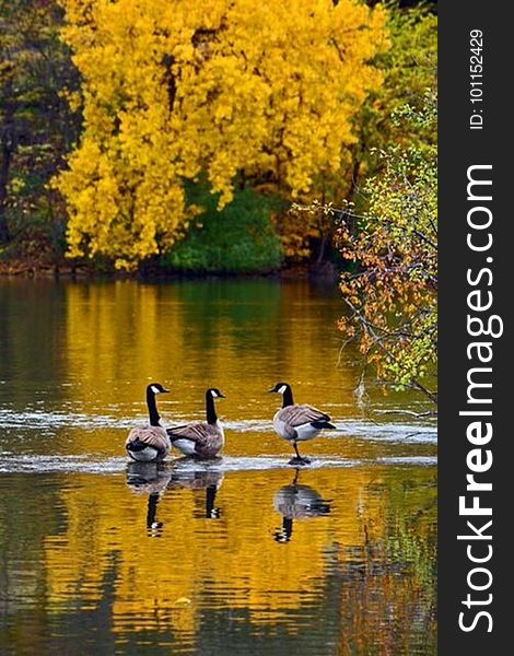 Three Canada geese in shallow river with Forsythia in full blossom on far bank reflecting in the tranquil waters.