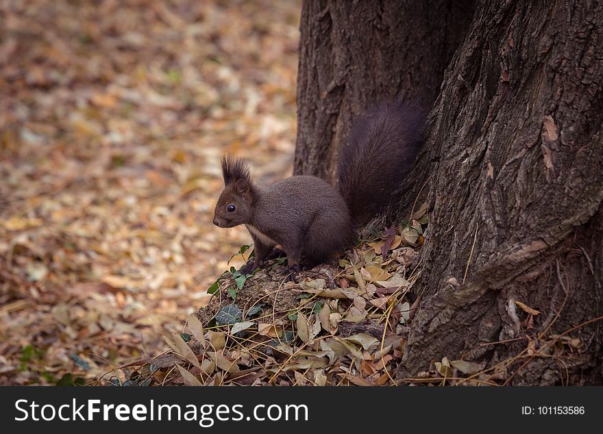 Squirrel, Mammal, Fauna, Fox Squirrel