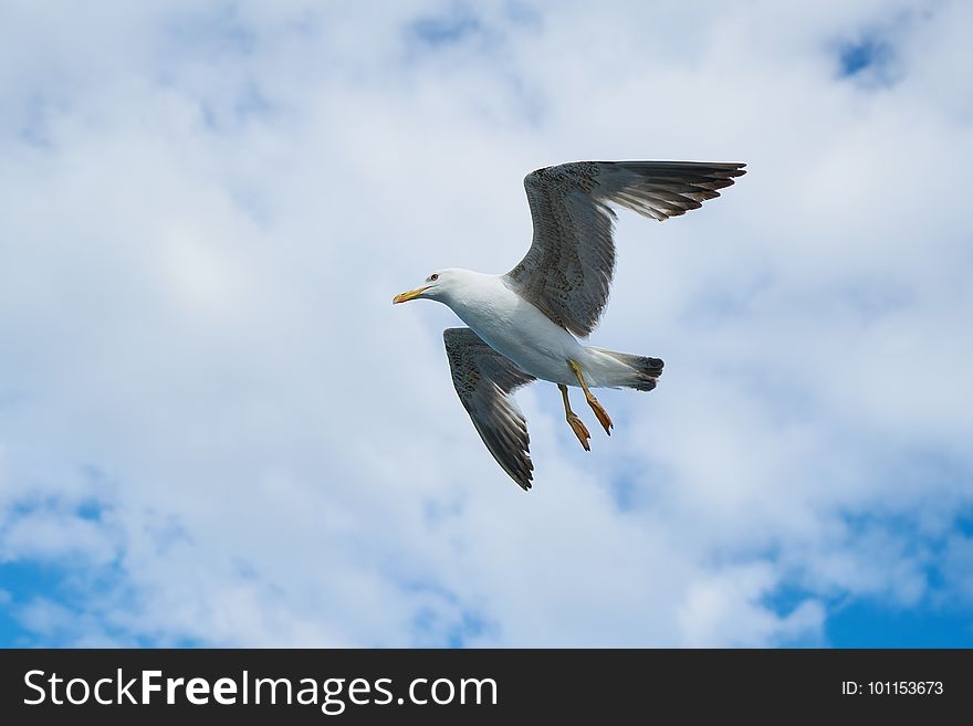 Bird, Sky, Gull, Seabird