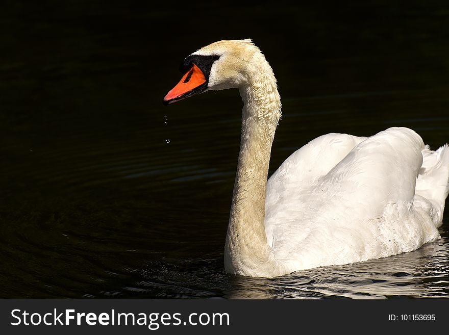 Swan, Water Bird, Bird, Ducks Geese And Swans