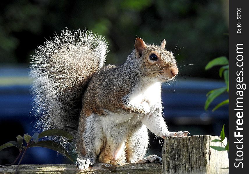 Squirrel, Fauna, Mammal, Wildlife