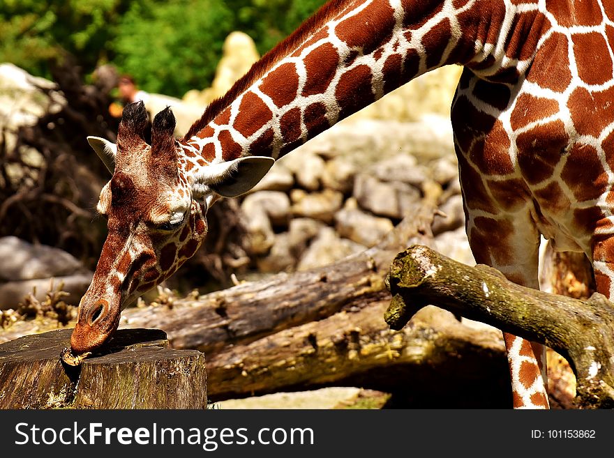 Giraffe, Terrestrial Animal, Giraffidae, Fauna