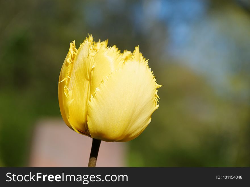 Flower, Yellow, Plant, Tulip