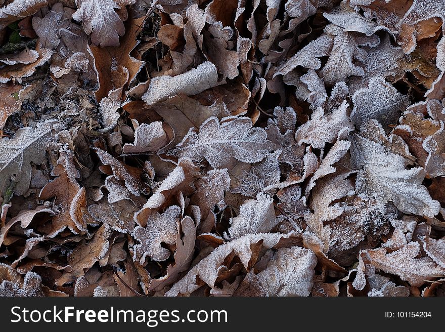 Leaf, Frost, Wood, Scrap