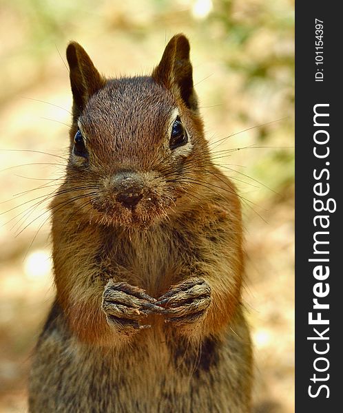 Squirrel, Mammal, Fauna, Whiskers