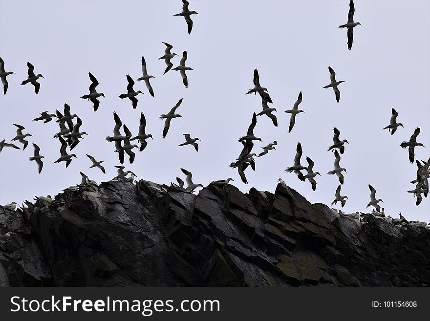 Bird, Sky, Flock, Animal Migration