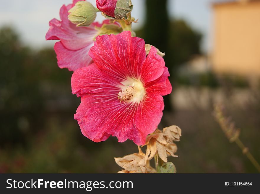 Flower, Flowering Plant, Pink, Plant