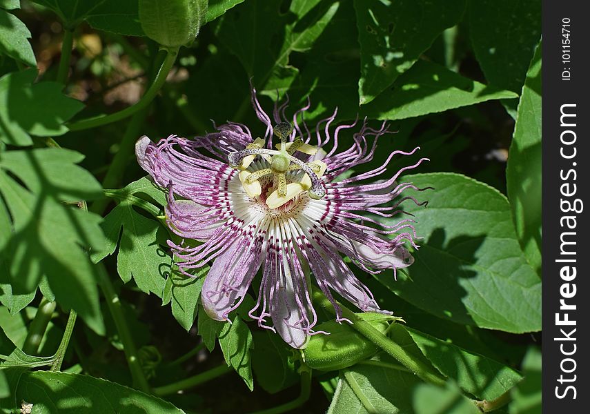 Flower, Plant, Passion Flower, Purple Passionflower