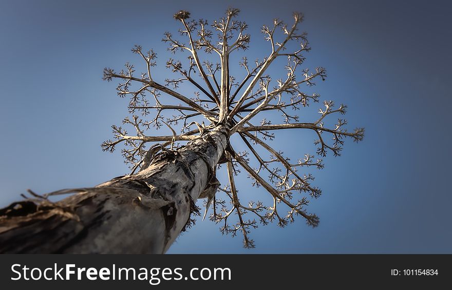 Tree, Branch, Sky, Twig