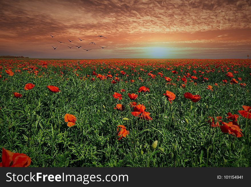 Field, Sky, Ecosystem, Wildflower