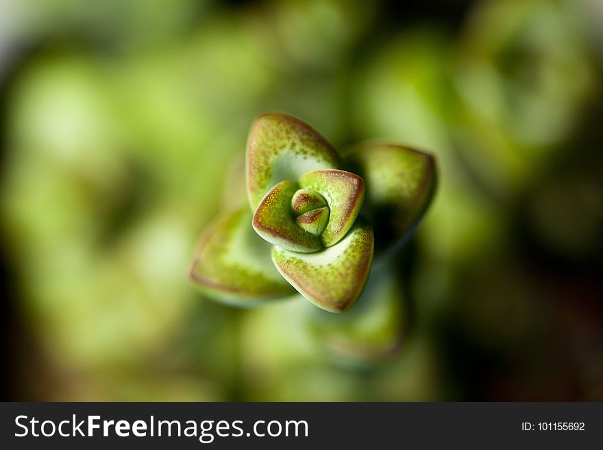 Flora, Macro Photography, Plant, Close Up