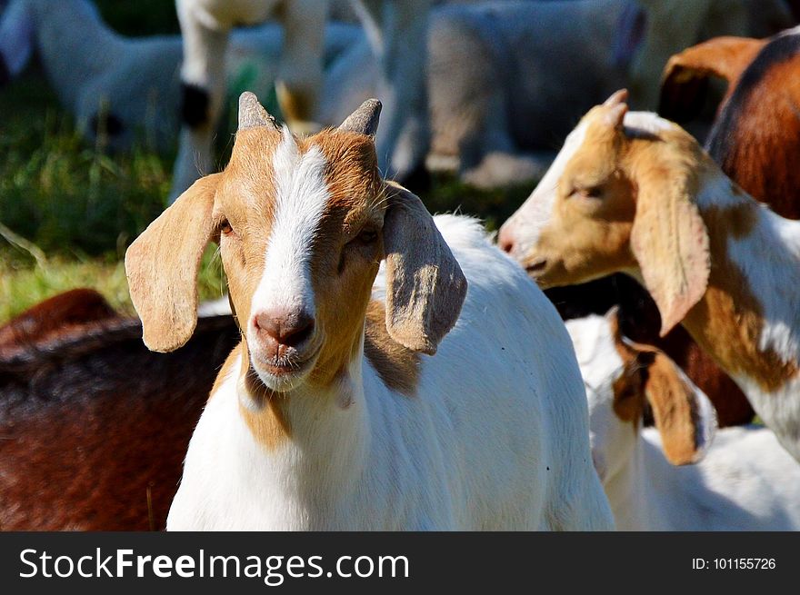 Goats, Goat, Cow Goat Family, Livestock