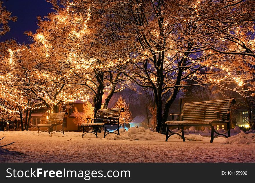 Winter, Nature, Snow, Branch