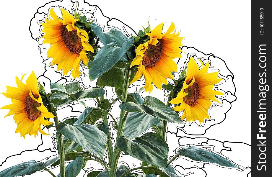 Flower, Sunflower, Flowering Plant, Plant