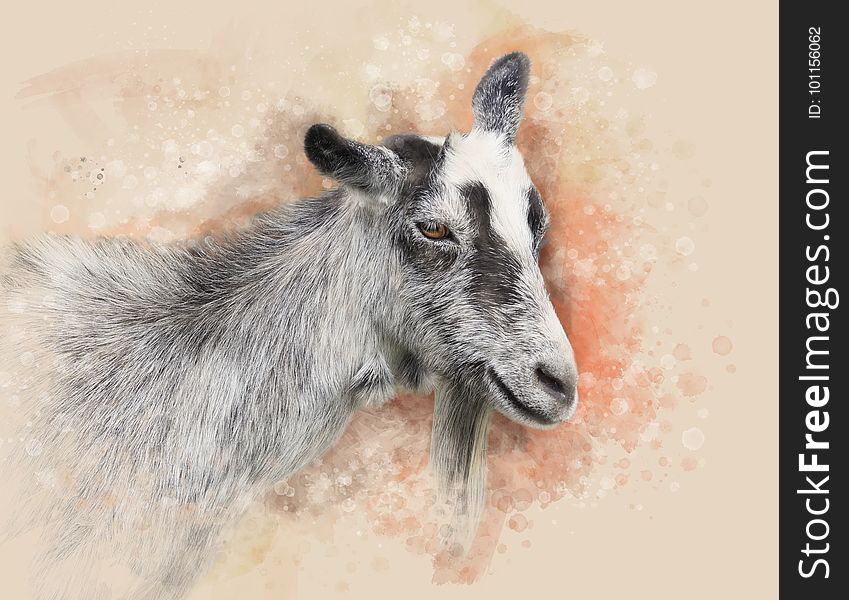 Goats, Fauna, Wildlife, Horn
