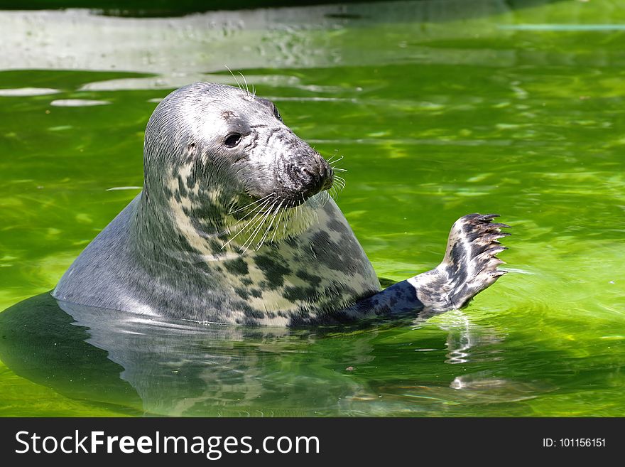 Harbor Seal, Mammal, Fauna, Water