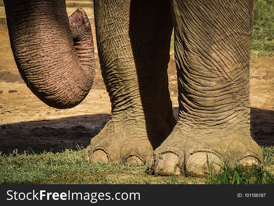 Elephants And Mammoths, Elephant, Terrestrial Animal, Indian Elephant