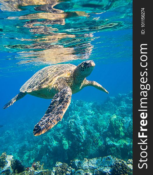 Sea Turtle, Loggerhead, Turtle, Ecosystem