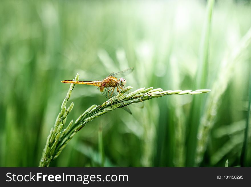 Insect, Dragonfly, Dragonflies And Damseflies, Grass