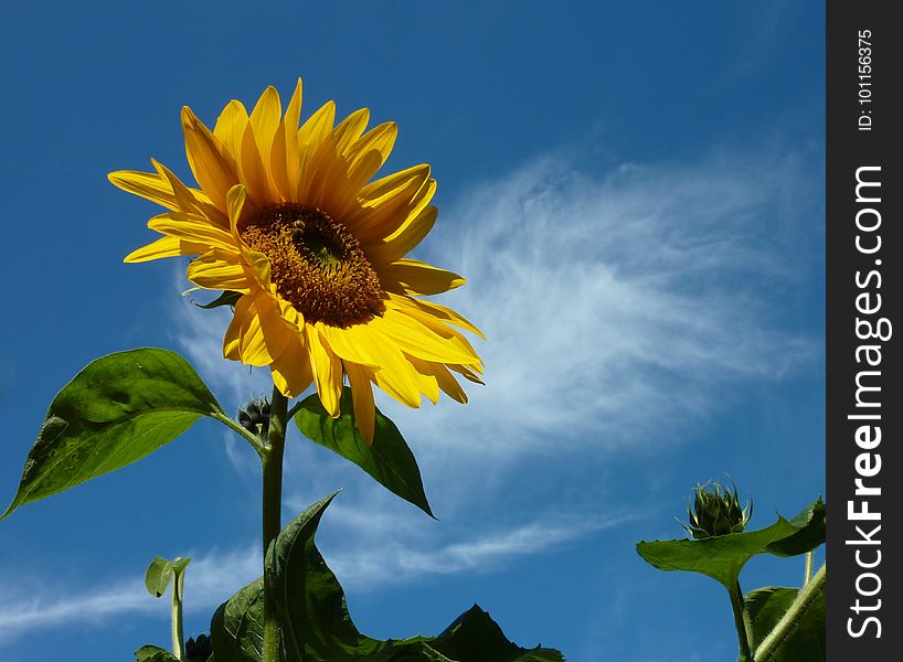 Flower, Sunflower, Sky, Yellow
