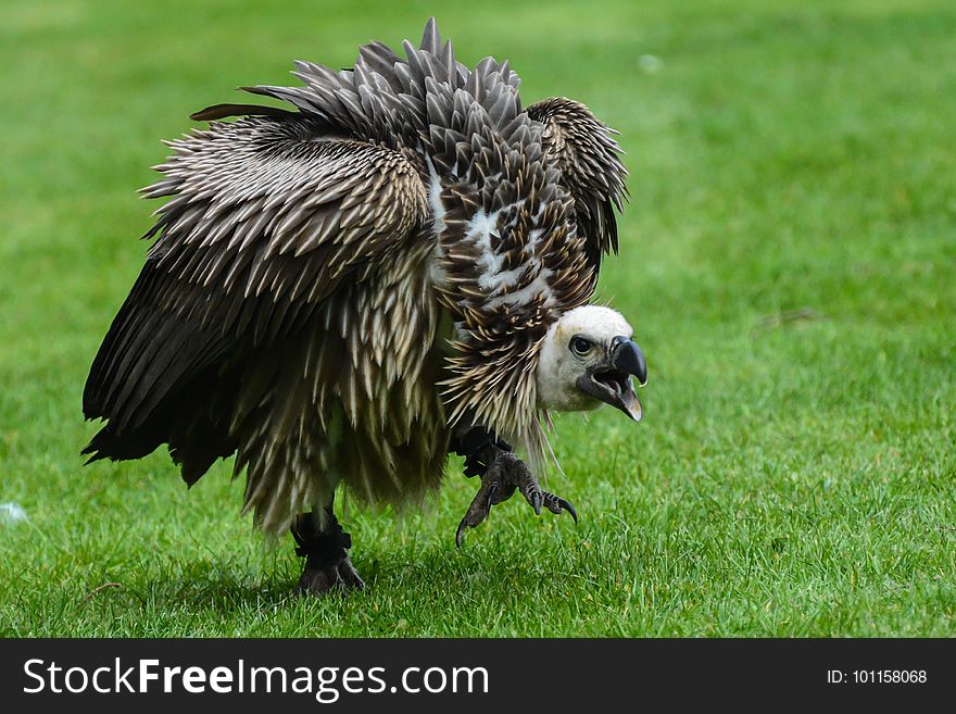 Fauna, Beak, Bird, Bird Of Prey