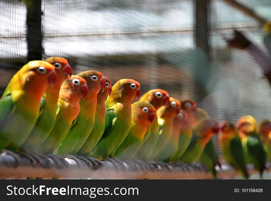 Bird, Parrot, Parakeet, Fauna