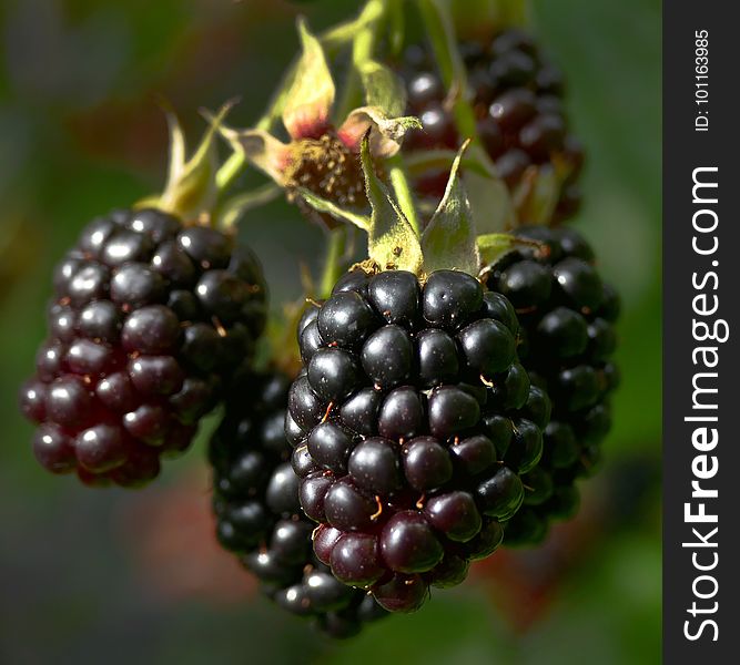Blackberry, Berry, Boysenberry, Raspberries Blackberries And Dewberries