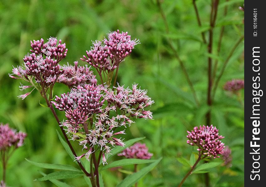 Plant, Flower, Flora, Ironweed