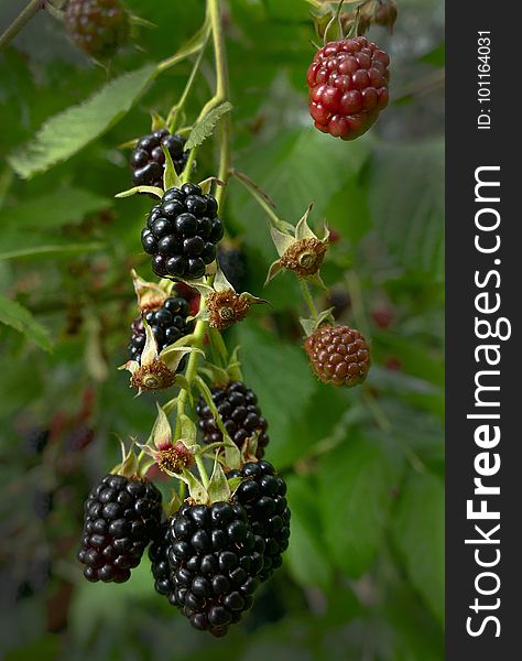 Blackberry, Berry, Raspberries Blackberries And Dewberries, Boysenberry