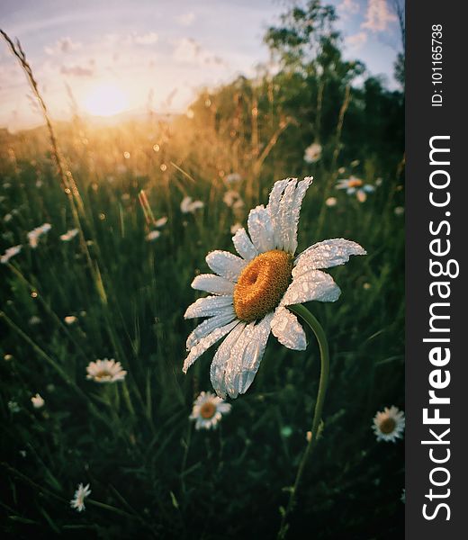 Flower, Oxeye Daisy, Wildflower, Flora